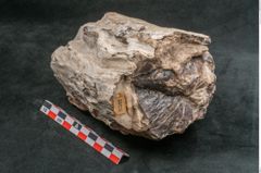 Foto (Seitenansicht) von Plantae indet.  (NHMW-GEO-2024-0188-11592)